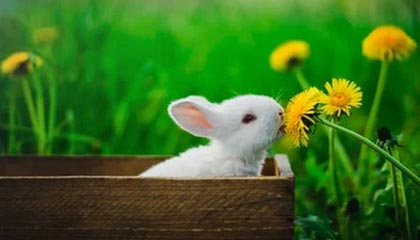 开云体育平台-广东队积极备战季后赛争取最佳名次，广东队季后赛战绩